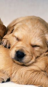 Preview wallpaper puppies, dogs, pair, red-haired, sleeping