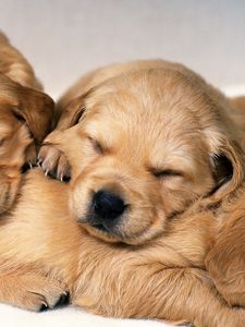 Preview wallpaper puppies, dogs, pair, red-haired, sleeping