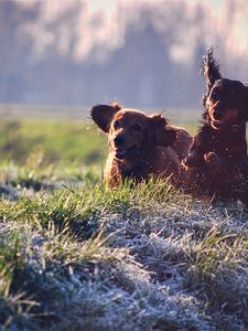 Preview wallpaper puppies, dogs, playing, field, grass