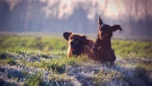 Preview wallpaper puppies, dogs, playing, field, grass