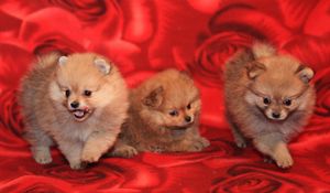 Preview wallpaper puppies, dogs, three, playful
