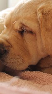 Preview wallpaper puppies, face, wrinkles