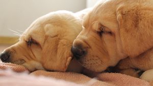 Preview wallpaper puppies, face, wrinkles