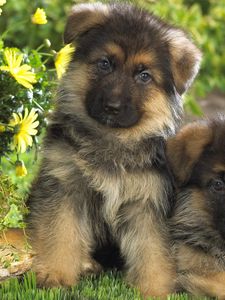 Preview wallpaper puppies, german shepherd, couple, spotted, grass