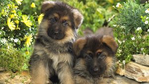 Preview wallpaper puppies, german shepherd, couple, spotted, grass