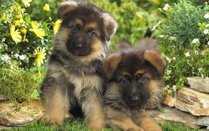 Preview wallpaper puppies, german shepherd, couple, spotted, grass