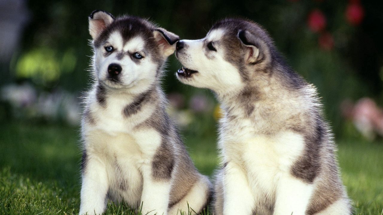 Wallpaper puppies, husky, couple, grass, dogs