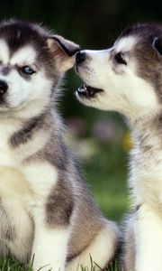 Preview wallpaper puppies, husky, couple, grass, dogs