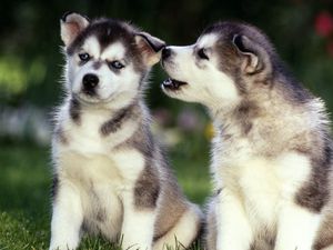 Preview wallpaper puppies, husky, couple, grass, dogs