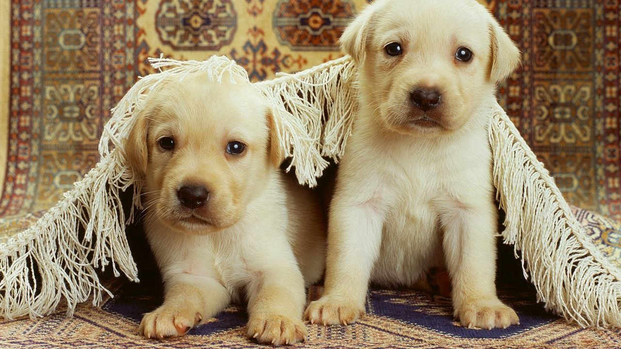 Wallpaper puppies, labrador, couple, carpet, playful