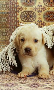 Preview wallpaper puppies, labrador, couple, carpet, playful