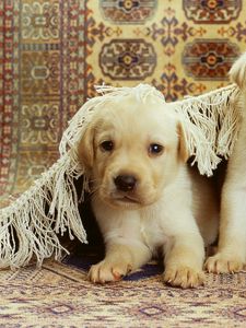 Preview wallpaper puppies, labrador, couple, carpet, playful