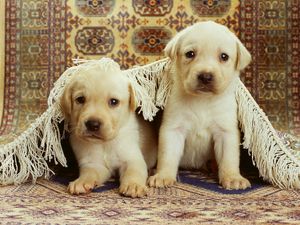 Preview wallpaper puppies, labrador, couple, carpet, playful
