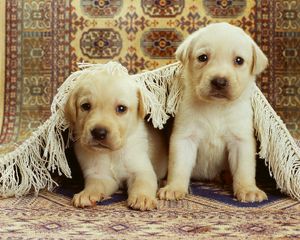 Preview wallpaper puppies, labrador, couple, carpet, playful