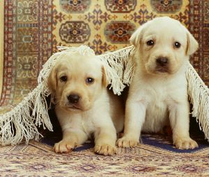 Preview wallpaper puppies, labrador, couple, carpet, playful