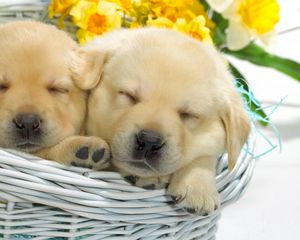 Preview wallpaper puppies, labradors, basket, flowers, lie