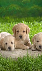 Preview wallpaper puppies, labradors, grass, lie, many