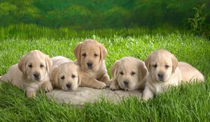 Preview wallpaper puppies, labradors, grass, lie, many