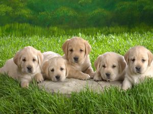 Preview wallpaper puppies, labradors, grass, lie, many