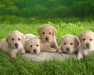 Preview wallpaper puppies, labradors, grass, lie, many