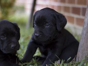 Preview wallpaper puppies, labradors, kids, couple, grass