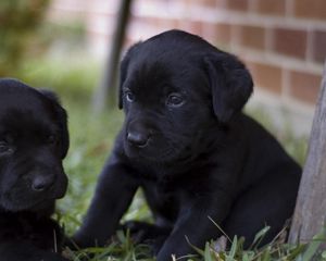 Preview wallpaper puppies, labradors, kids, couple, grass