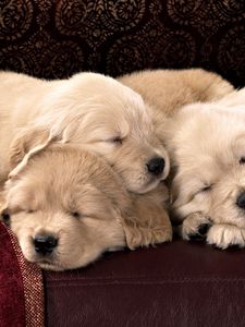 Preview wallpaper puppies, labradors, kids, sleep