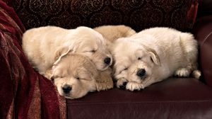 Preview wallpaper puppies, labradors, kids, sleep