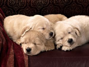 Preview wallpaper puppies, labradors, kids, sleep