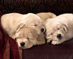 Preview wallpaper puppies, labradors, kids, sleep