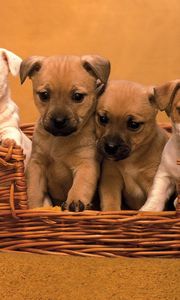 Preview wallpaper puppies, muzzle, basket, set