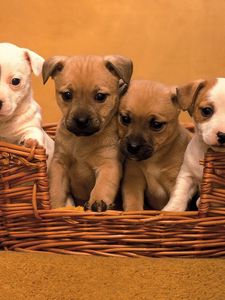 Preview wallpaper puppies, muzzle, basket, set