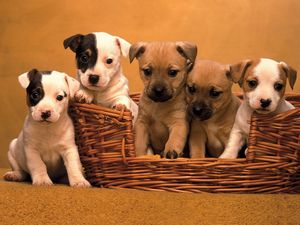 Preview wallpaper puppies, muzzle, basket, set