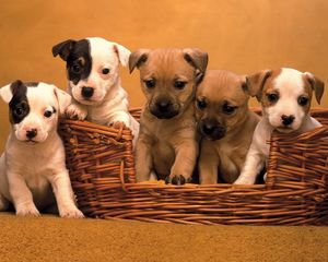 Preview wallpaper puppies, muzzle, basket, set
