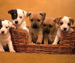 Preview wallpaper puppies, muzzle, basket, set