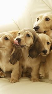 Preview wallpaper puppies, muzzle, down, many