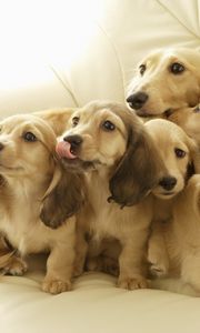 Preview wallpaper puppies, muzzle, down, many