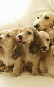 Preview wallpaper puppies, muzzle, down, many