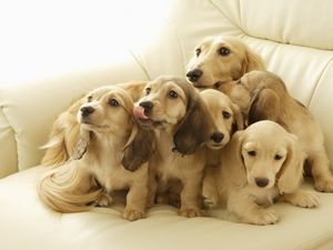 Preview wallpaper puppies, muzzle, down, many