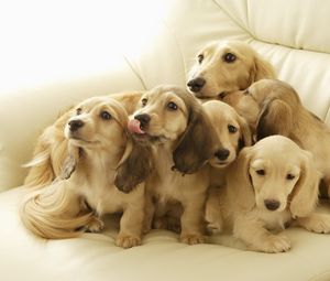 Preview wallpaper puppies, muzzle, down, many
