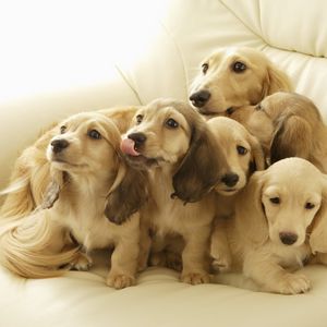 Preview wallpaper puppies, muzzle, down, many