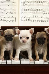 Preview wallpaper puppies, piano, music, sit, many