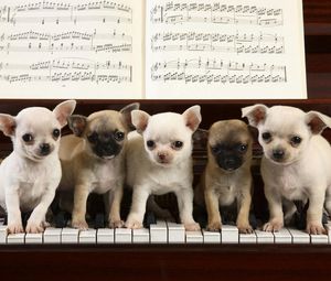 Preview wallpaper puppies, piano, music, sit, many