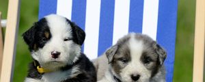 Preview wallpaper puppies, recreation, sunbed