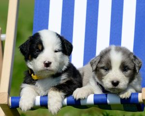 Preview wallpaper puppies, recreation, sunbed