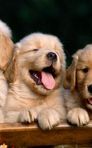 Preview wallpaper puppies, retrievers, three, cute, box