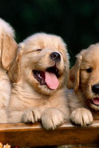 Preview wallpaper puppies, retrievers, three, cute, box