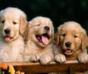 Preview wallpaper puppies, retrievers, three, cute, box