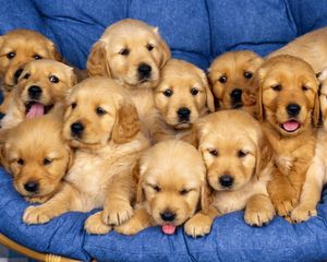 Preview wallpaper puppies, set, down