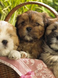 Preview wallpaper puppies, shopping, herb, three, sit